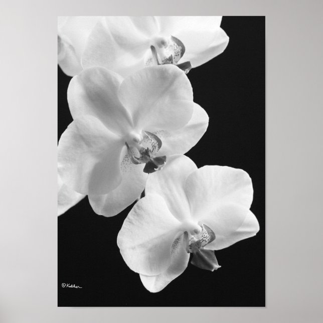 Orchids in Black and White Poster, 24X33.6 Poster (Vorne)