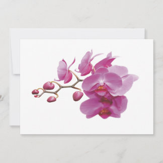 Orchids Inexpensive Hochzeitspakete Set Kits