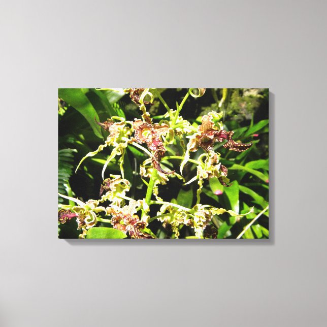 Orchids-Leinwand Leinwanddruck (Vorderseite)