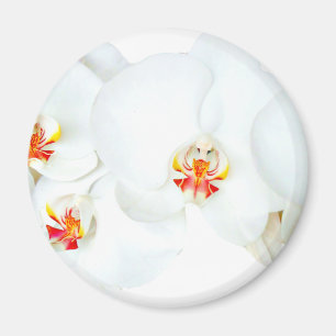 Orchids Liebe_ Magnet