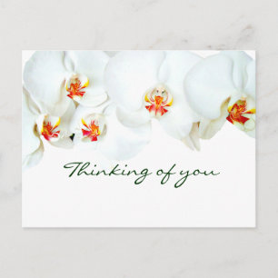 Orchids Liebe_ Postkarte