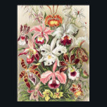 Orchids, Orchideae Denusblumen by Ernst Haeckel Poster<br><div class="desc">Orchids,  Orchideae Denusblumen by Ernst Haeckel Poster</div>