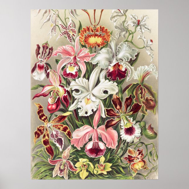 Orchids, Orchideae Denusblumen by Ernst Haeckel Poster (Vorne)