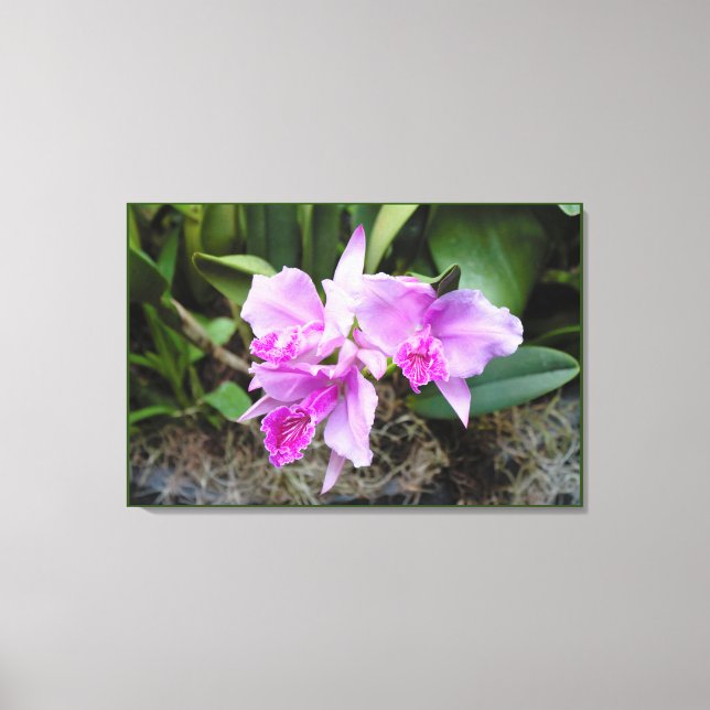 Orchids Portrait Leinwanddruck (Vorderseite)