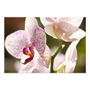 Orchids von Shirley Taylor Fotodruck