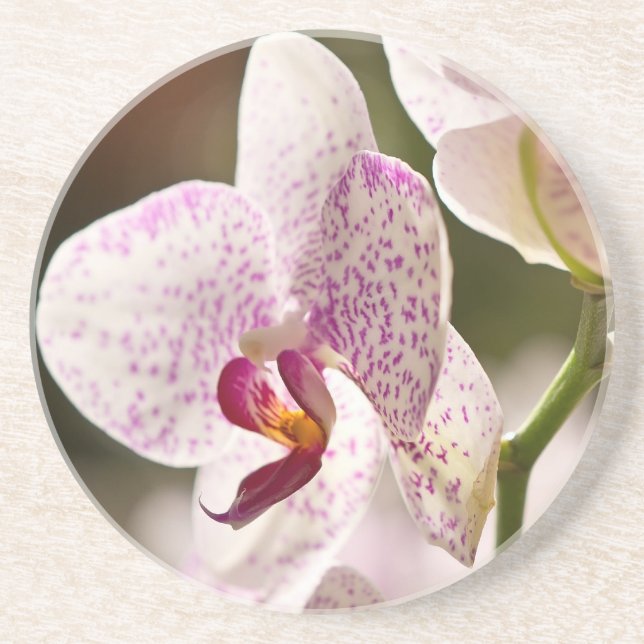 Orchids von Shirley Taylor Getränkeuntersetzer (Vorne)