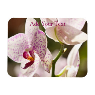 Orchids von Shirley Taylor Magnet