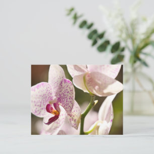 Orchids von Shirley Taylor Postkarte