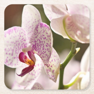 Orchids von Shirley Taylor Rechteckiger Pappuntersetzer