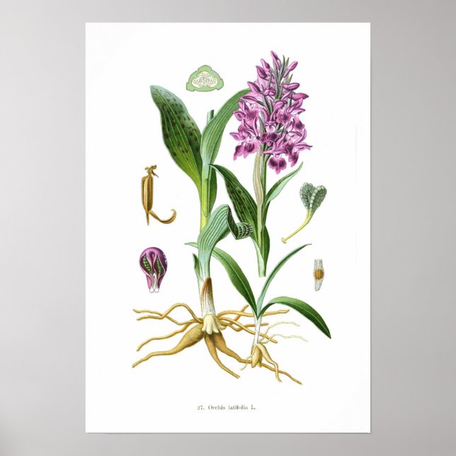 Orchis latifolia poster (Vorne)