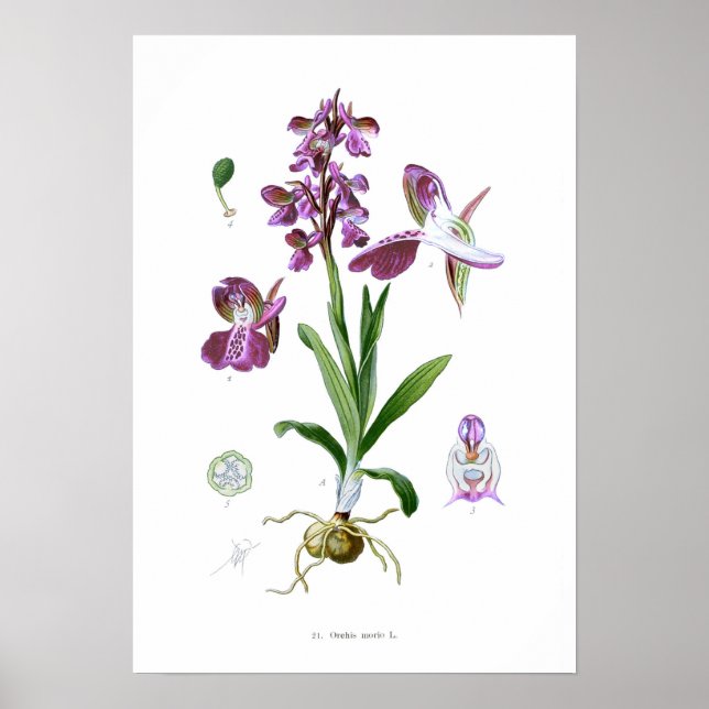 Orchis Morio Poster (Vorne)