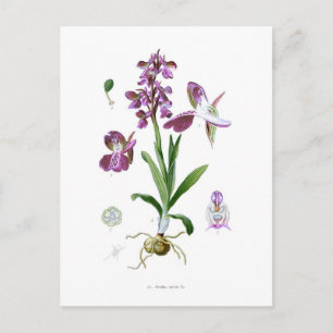 Orchis Morio Postkarte