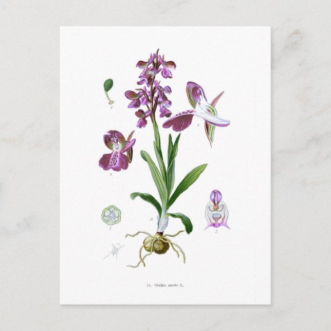 Orchis Morio Postkarte (Vorderseite)