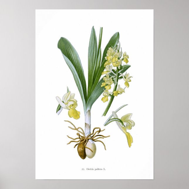 Orchis pallens poster (Vorne)