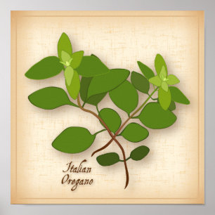 Oregano Herb Poster