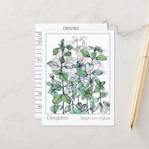 Oregano Medicinal Herbal Pflanze Zeichnend Postkarte