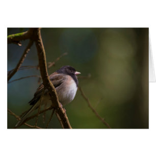 Oregeon Junco