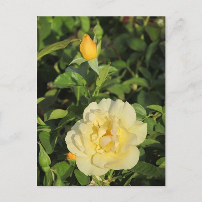 Oregold Yellow Roses Postkarte (Vorderseite)