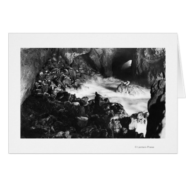 Oregon Coast Sea Lion Caves Räume Sicht (Vorderseite (Horizontal))