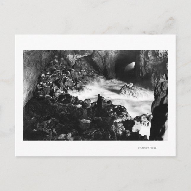Oregon Coast Sea Lion Caves Räume Sicht Postkarte (Vorderseite)