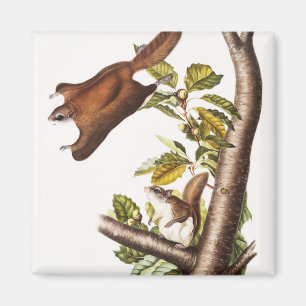 Oregon-Flughörnchen (Pteromys Origonensis) Magnet