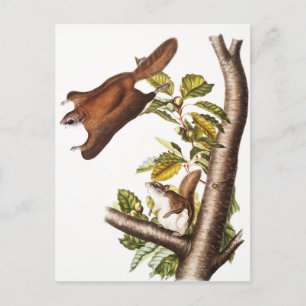 Oregon-Flughörnchen (Pteromys Origonensis) Postkarte