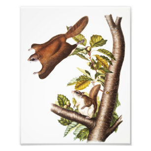 Oregon Flying Eichhörnchen (Pteromys Origonensis) Fotodruck