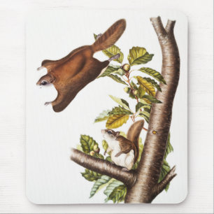 Oregon Flying Eichhörnchen (Pteromys Origonensis) Mousepad