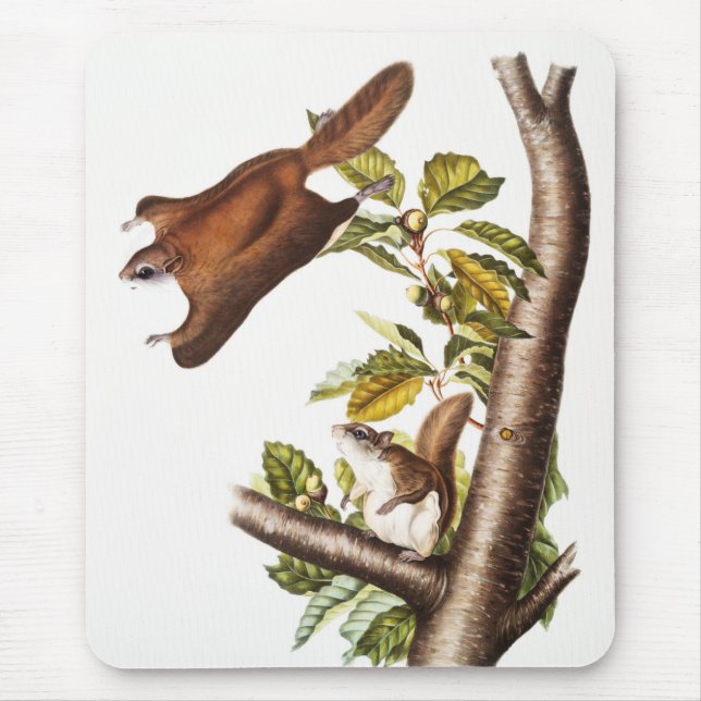 Oregon Flying Eichhörnchen (Pteromys Origonensis) Mousepad (Vorne)