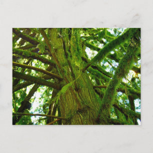 Oregon Green Postkarte