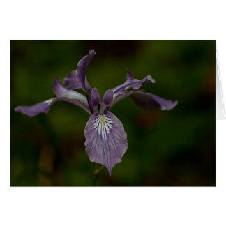 Oregon Iris