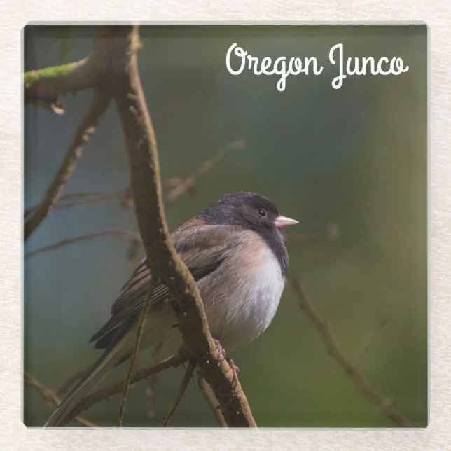 Oregon Junco Glasuntersetzer (Vorderseite)