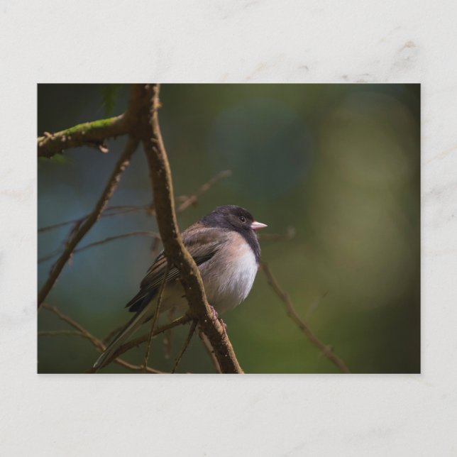 Oregon Junco Postkarte (Vorderseite)