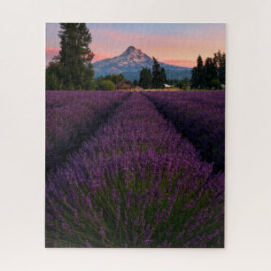 Oregon Lavender Field mit Blick auf den Monte Hood