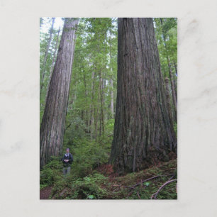 Oregon Redwoods Postkarte
