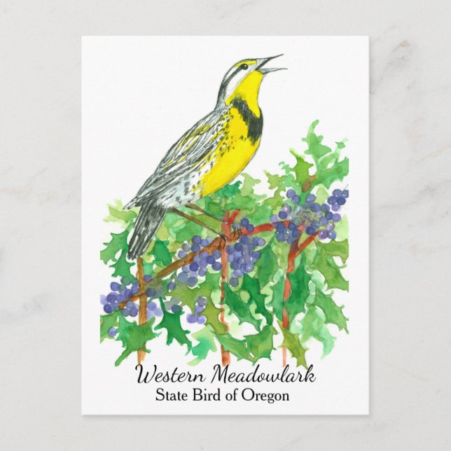 Oregon Staat Blume Bird Meadowlark Postkarte (Vorderseite)