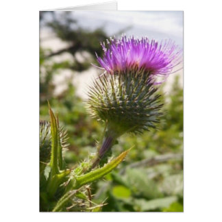 Oregon Thistles