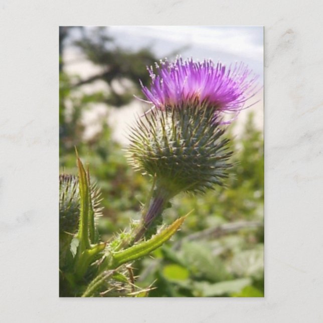 Oregon Thistles Postkarte (Vorderseite)