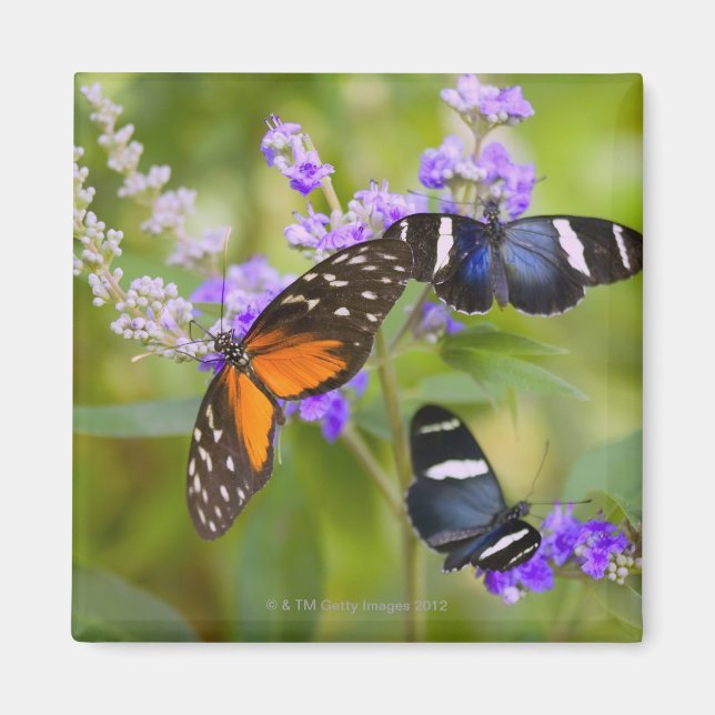 oregon, usa magnet (Vorne)