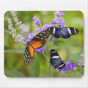 oregon, usa mousepad