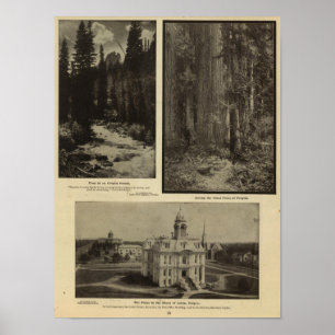 Oregon-Waldriesige Kiefern Piazza, Salem, Oregon Poster
