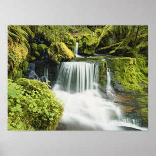 Oregon, Wasserfall in Willamette national Poster