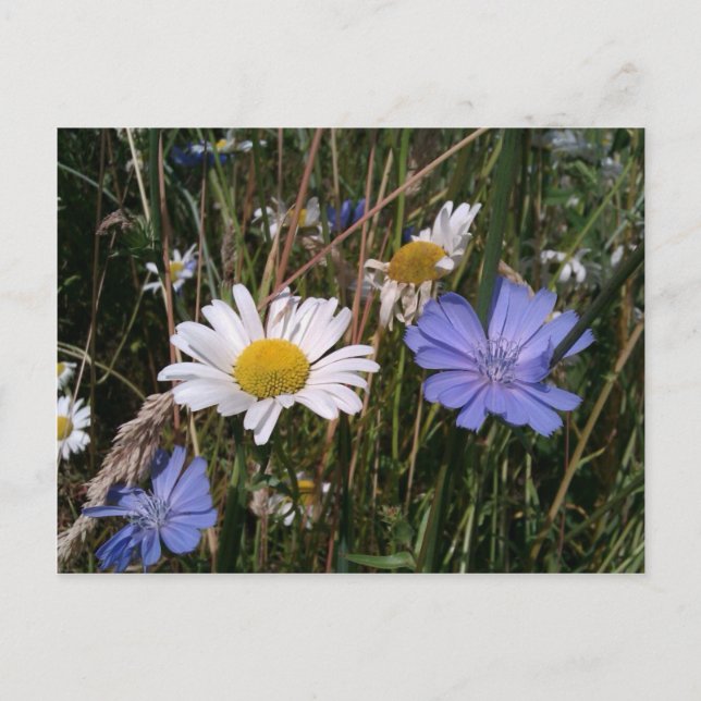 Oregon Wildblumen Postkarte (Vorderseite)