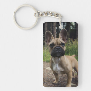 Oreiller à lancer de chien de taureau français