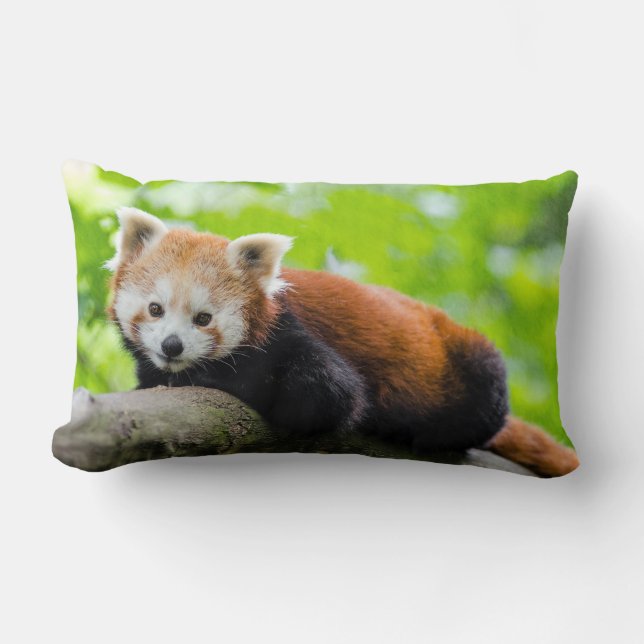 Oreiller à lancer de panda rouge (Recto)
