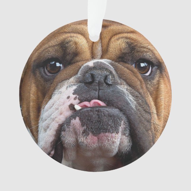 Oreillers à lancer de Bulldog anglais (devant)