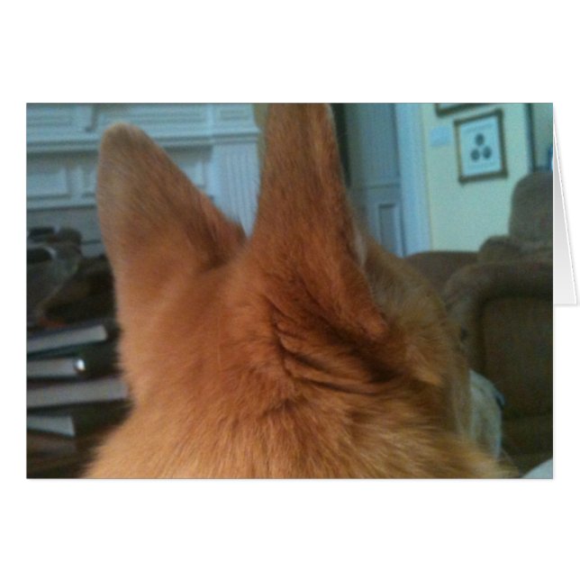 oreilles de corgi de gallois (Devant horizontal)