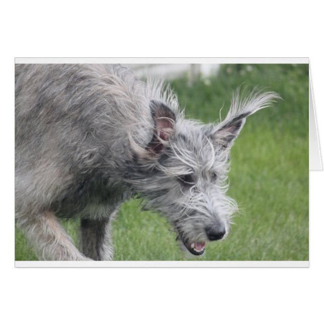 oreilles en mouvement (Devant horizontal)