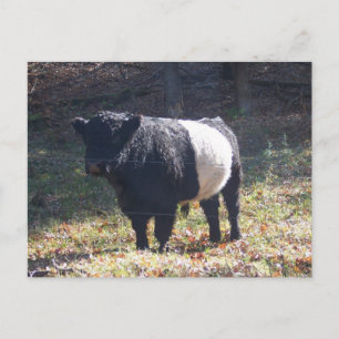 Oreo Cow Postkarte