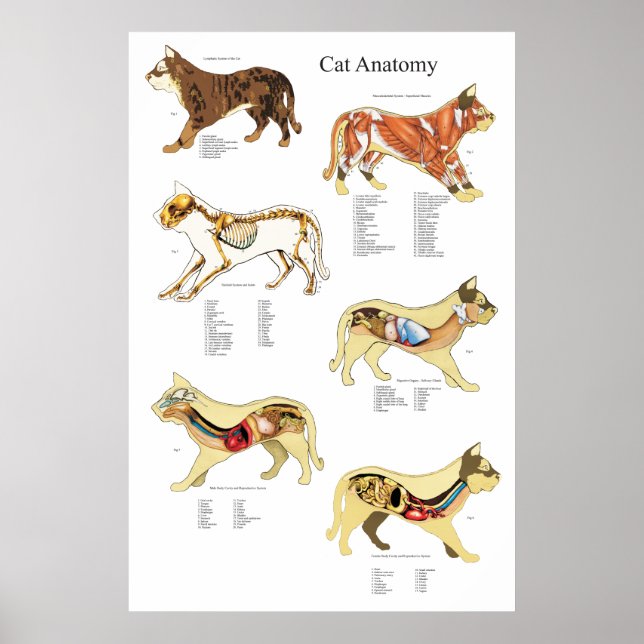 Organanatomie bei Katzen Veterinärdiagramm Poster (Vorne)